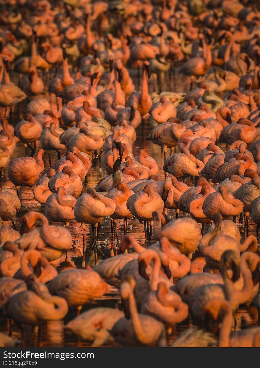 Wild Flamingos in India – Stunning 4K Image of Flamingo Feeding in Navi Mumbai Creek, Mumbai, India