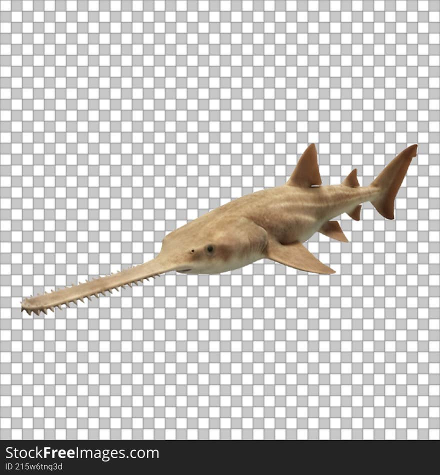 A transparent sea Fish Image