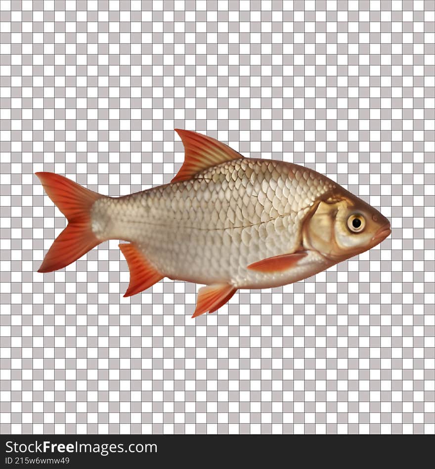 A transparent sea Fish Image
