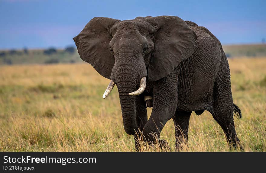 An elephant strolling in the fields of the Serengeti National Park in Tanzania, Africa. The background is blurred, with dried grass and trees.  Generated image.