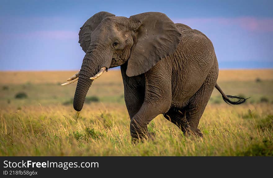 An elephant strolling in the fields of the Serengeti National Park in Tanzania, Africa. The background is blurred, with dried grass and trees.  Generated image.