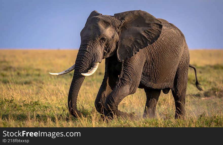 An elephant strolling in the fields of the Serengeti National Park in Tanzania, Africa. The background is blurred, with dried grass and trees.  Generated image.