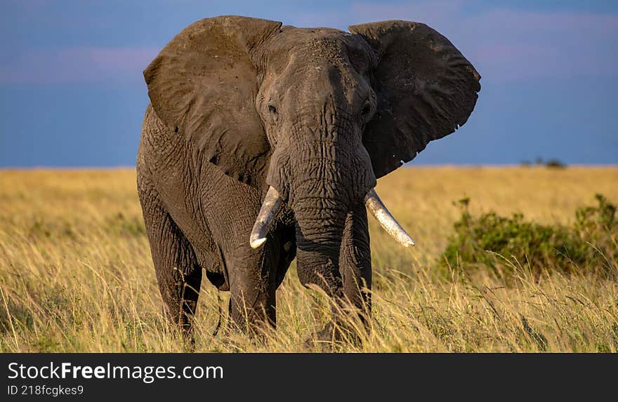 An elephant strolling in the fields of the Serengeti National Park in Tanzania, Africa. The background is blurred, with dried grass and trees.
