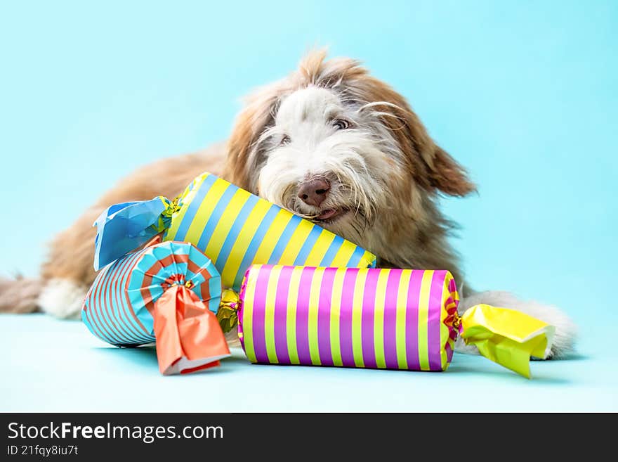 Adorable Bearded Collie dog lying on a turquoise background with bright striped party crackers. Cheerful festive scene with a fluf