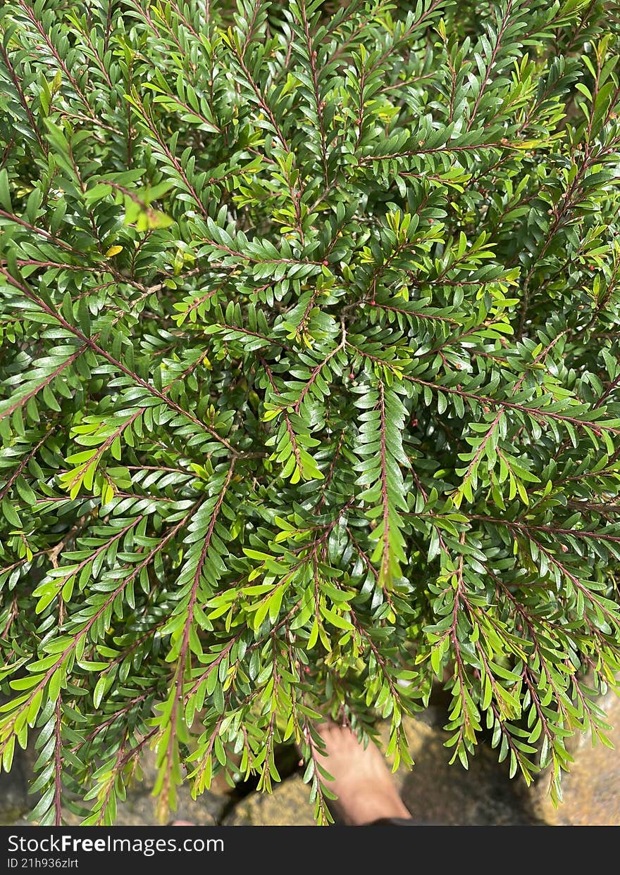 Lush Green Leaves with Red Stems Plant Texture