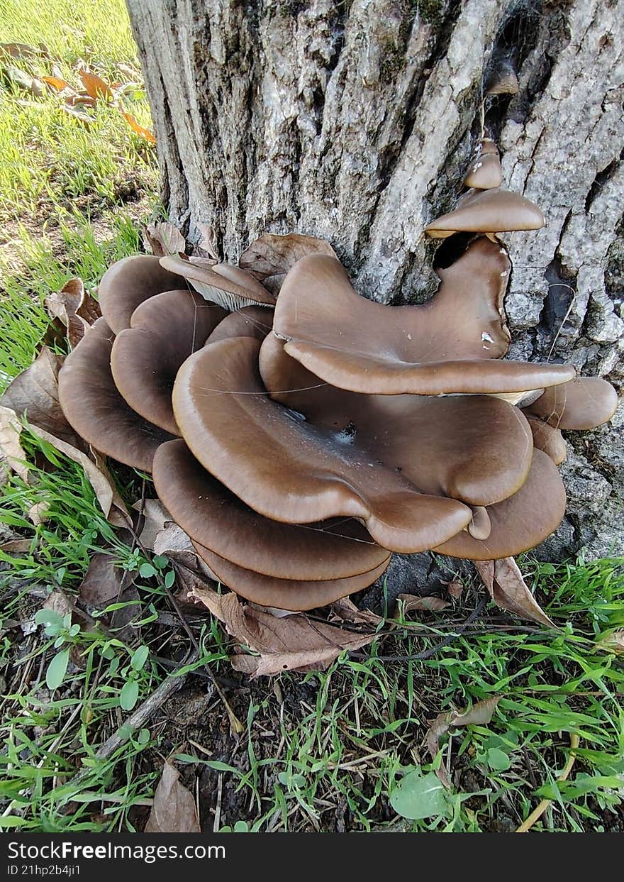 Free stock photo showing wild oyster mushrooms (Pleurotus ostreatus) growing naturally at the base of an old walnut tree in Romania. Captured in natural daylight, this image highlights the texture and beauty of edible fungi in their natural habitat. Ideal as free nature stock for blogs, education, or environmental projects. See my portfolio for similar high-resolution images and video of wild oyster mushrooms.
