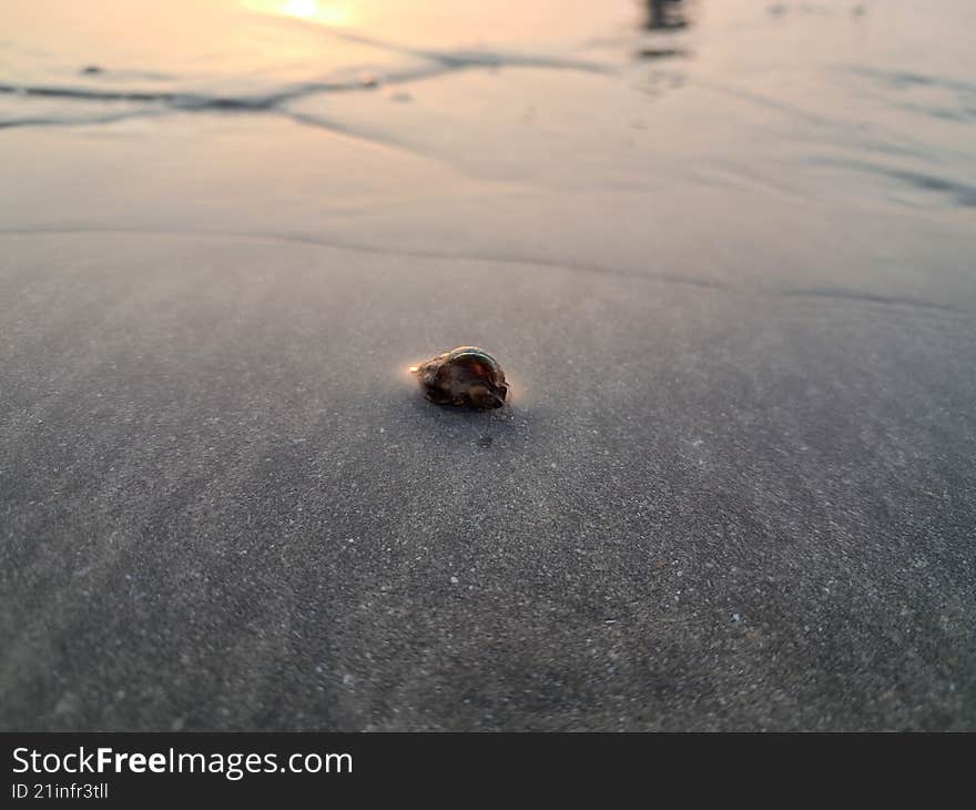 a little sea shell lying on the sand of beach
