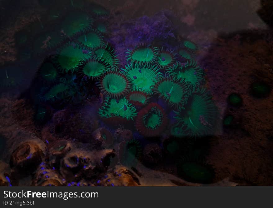 button polyps also called zoanthids, found in inter tidal zones , glow fluorescent when exposed to UV light