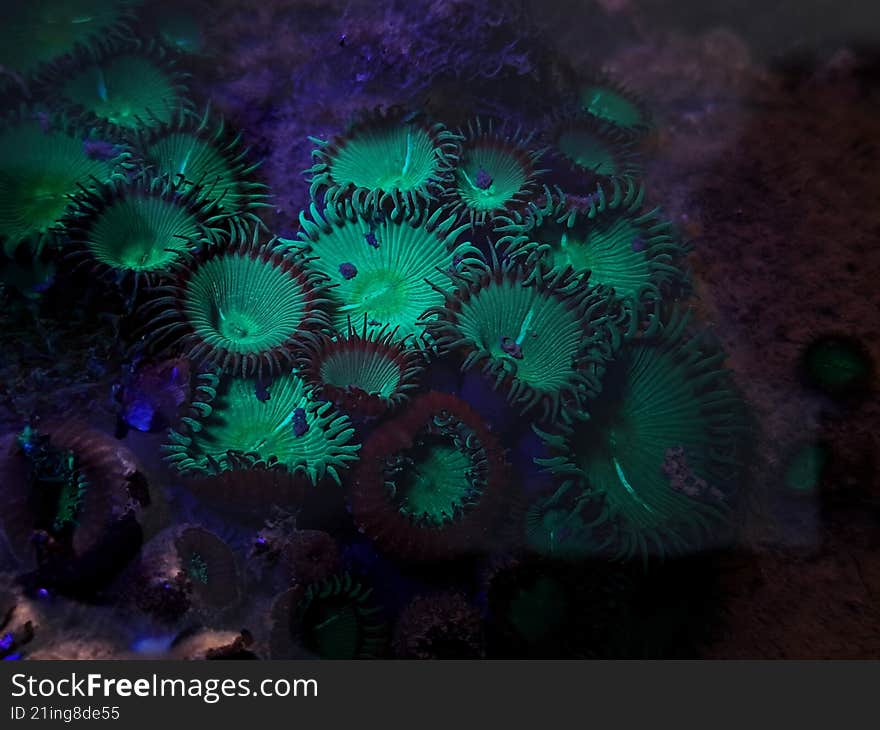 button polyps also called zoanthids, found in inter tidal zones , glow fluorescent when exposed to UV light
