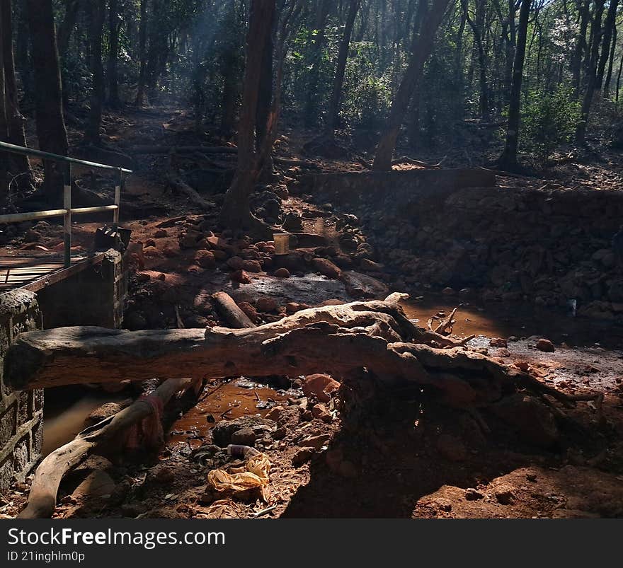 sunlight casting a golden glow on a fallen huge tree branch and illuminating everything around a dark forest