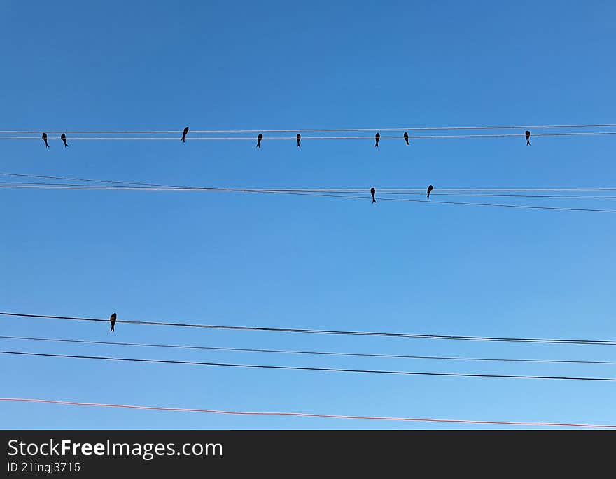 silhouette of drongo birds soaking in the morning sunlight on electricity wires