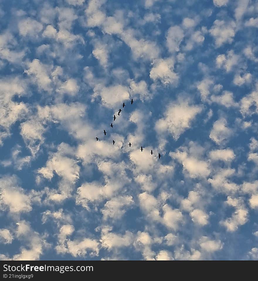 silhouette of birds in flight with white cottony clouds