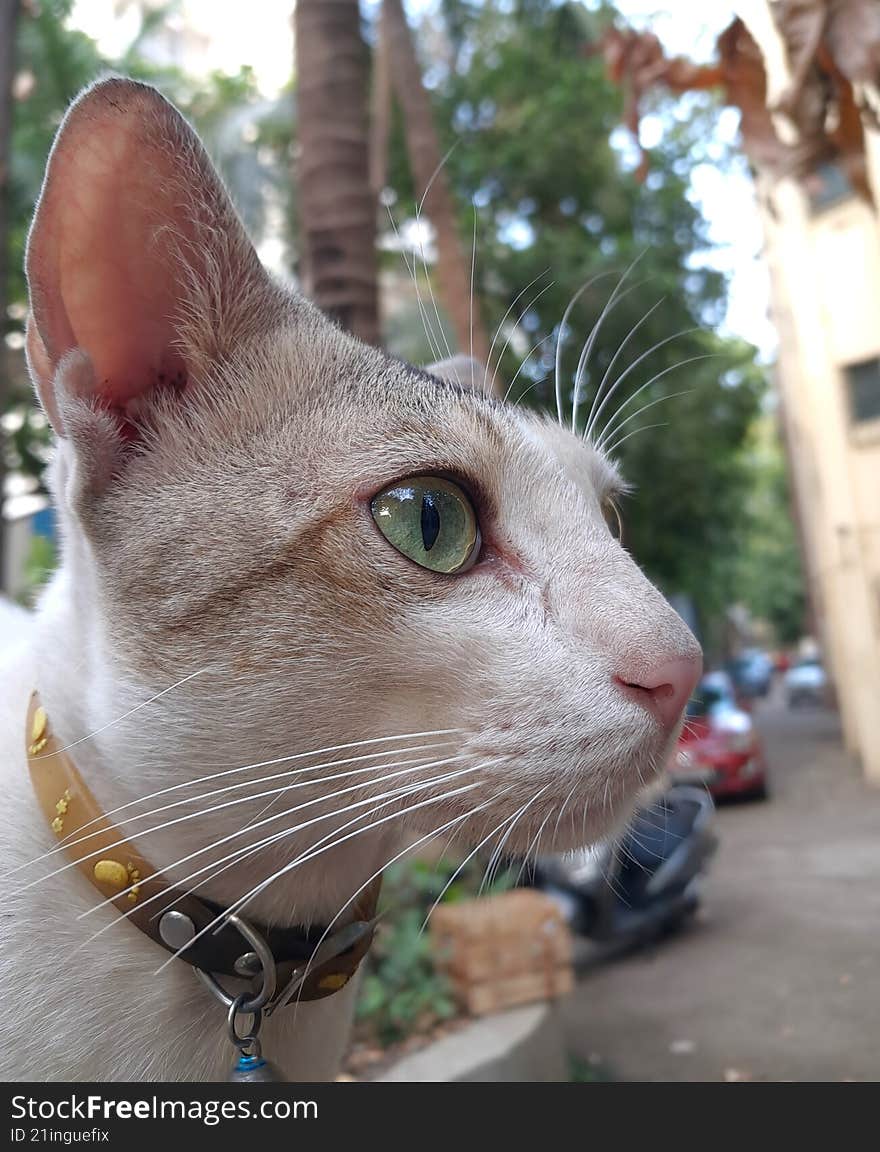 green-yellow coloured eye cat looking away from camera