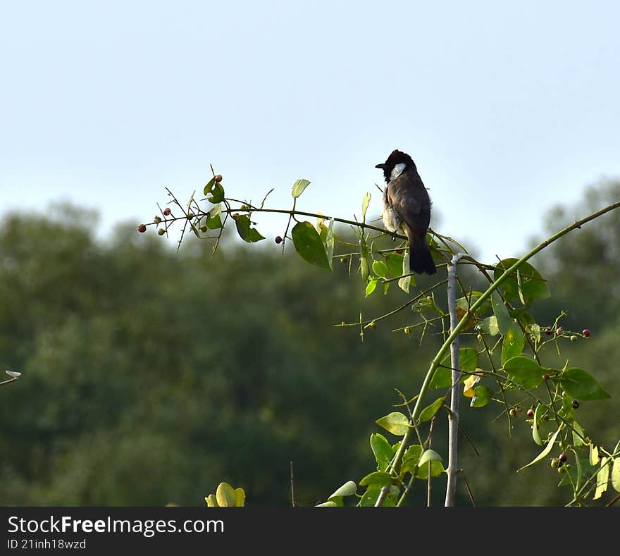 an adult white eared bulbul bird , on a bush branch ,looking away from the camera