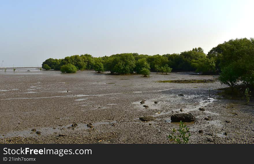 a lush, green, mangrove forest in india, requiring conservation and restoration