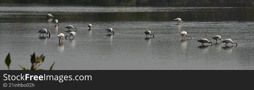 a flock of flamingos, with their heads under water, finding food to eat