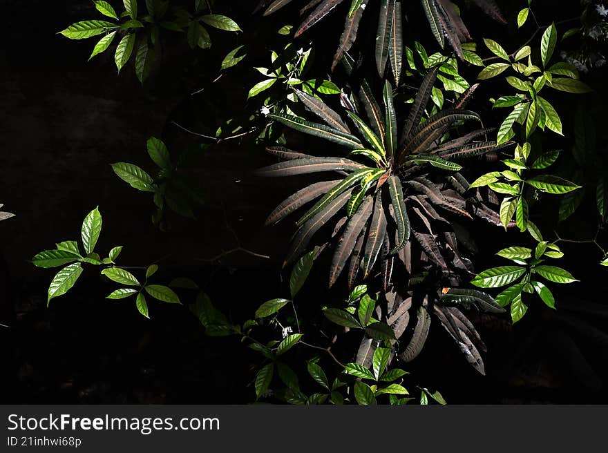 garden croton and smithii rose shrubs shining under the sun
