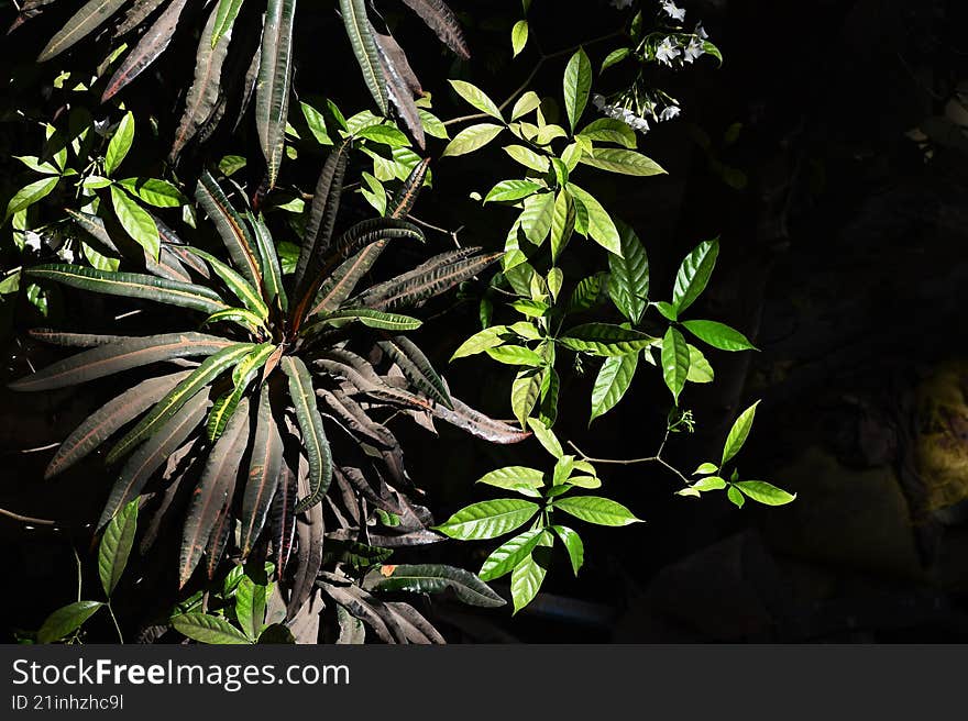 garden croton and smithii rose shrubs shining under the sun