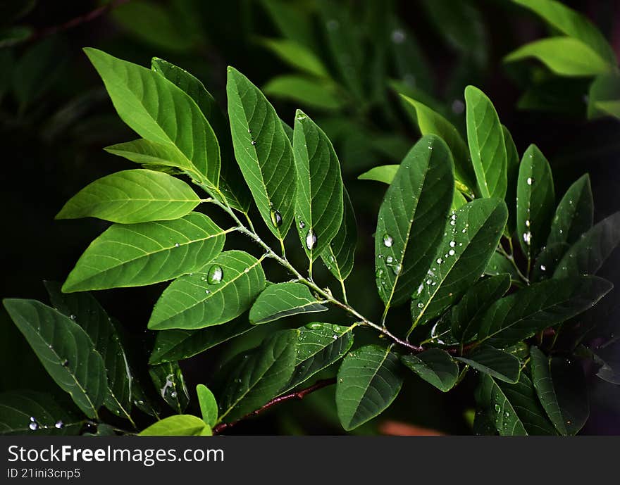 eaves of sweet-sop tree, glistening with rain water droplets in a rainforest