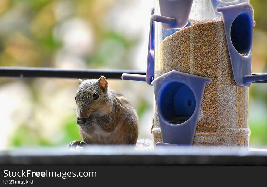 a chubby baby squirrel eating nuts , sitting on a bird feeder