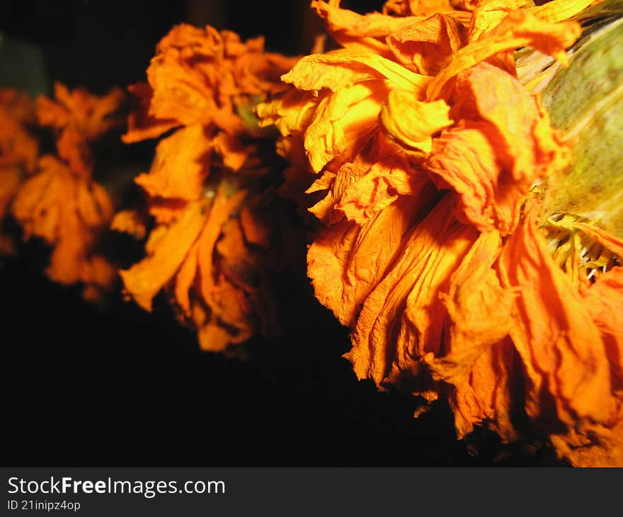 marigold flowers in a line, shot in macro with flash