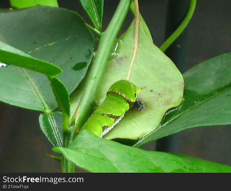 swallowtail larva on a citrus plant