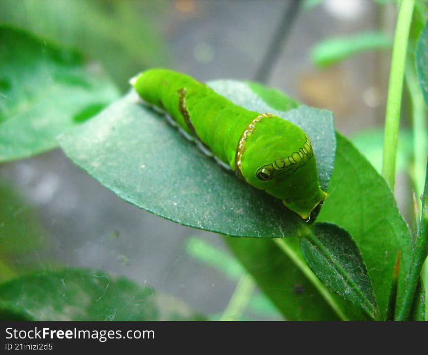 caterpillar of a swallowtail butterfly resting on a leaf , ready for his transition into a chrysalis