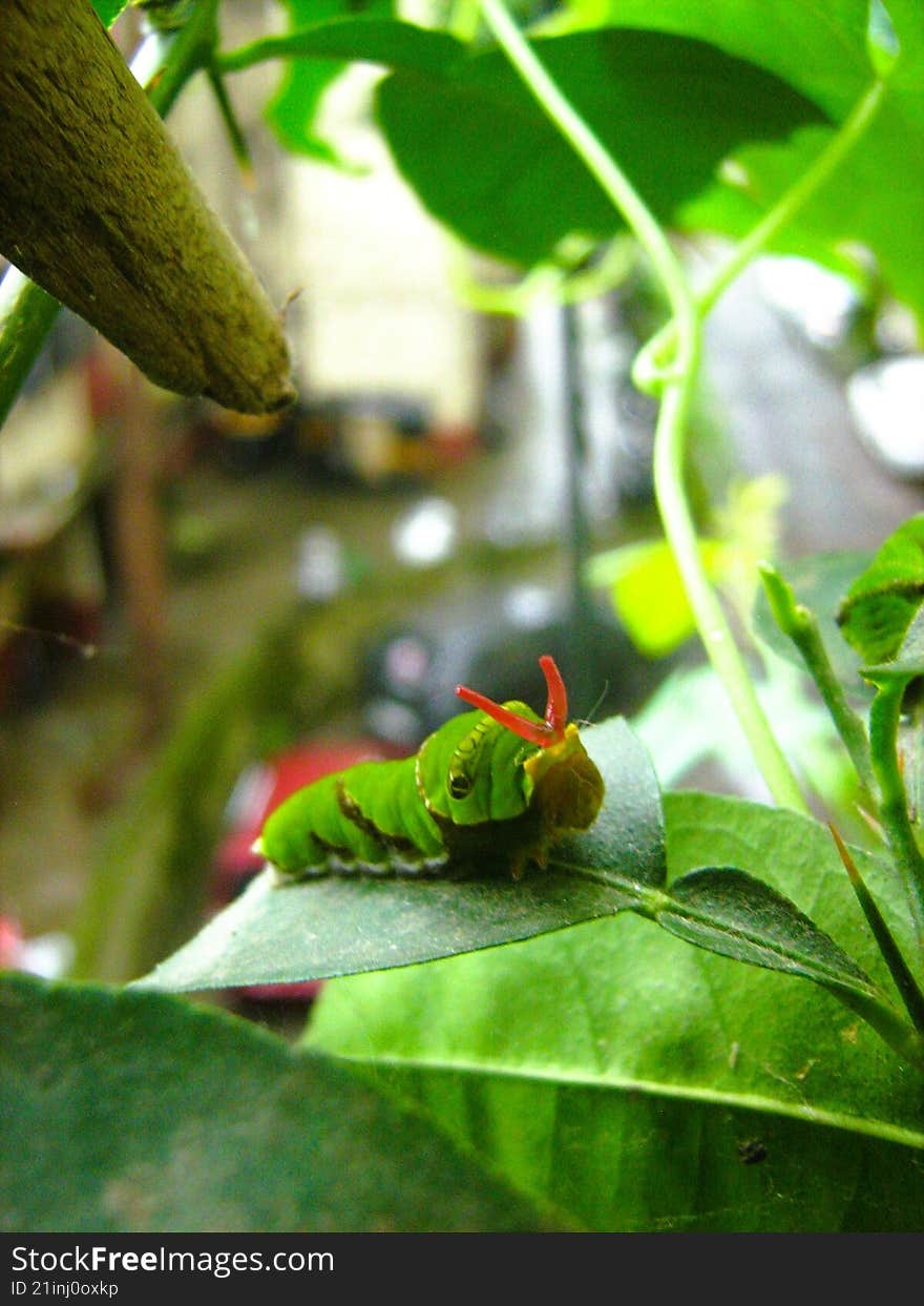 swallowtail larvae in defense mode with its red tentacles to attack, sitting on a citrus plant leaf