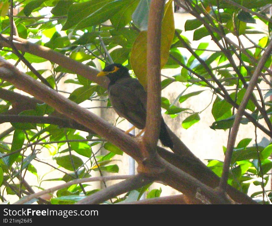 myna sitting on a tree quietly