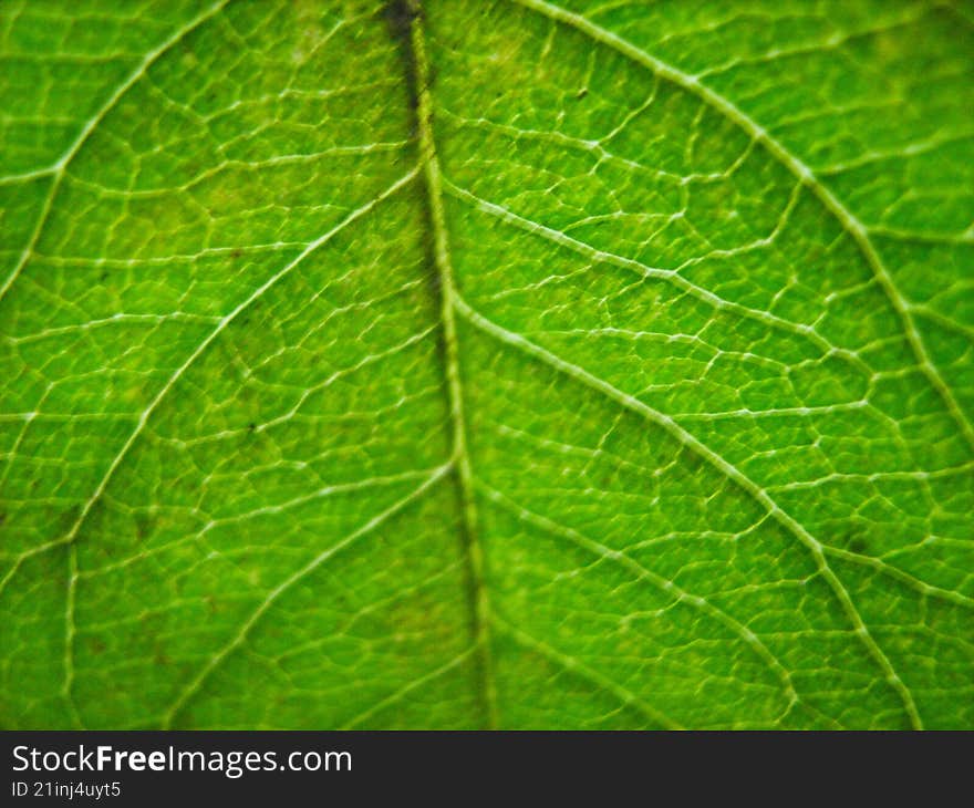 intricate veins of a green leaf