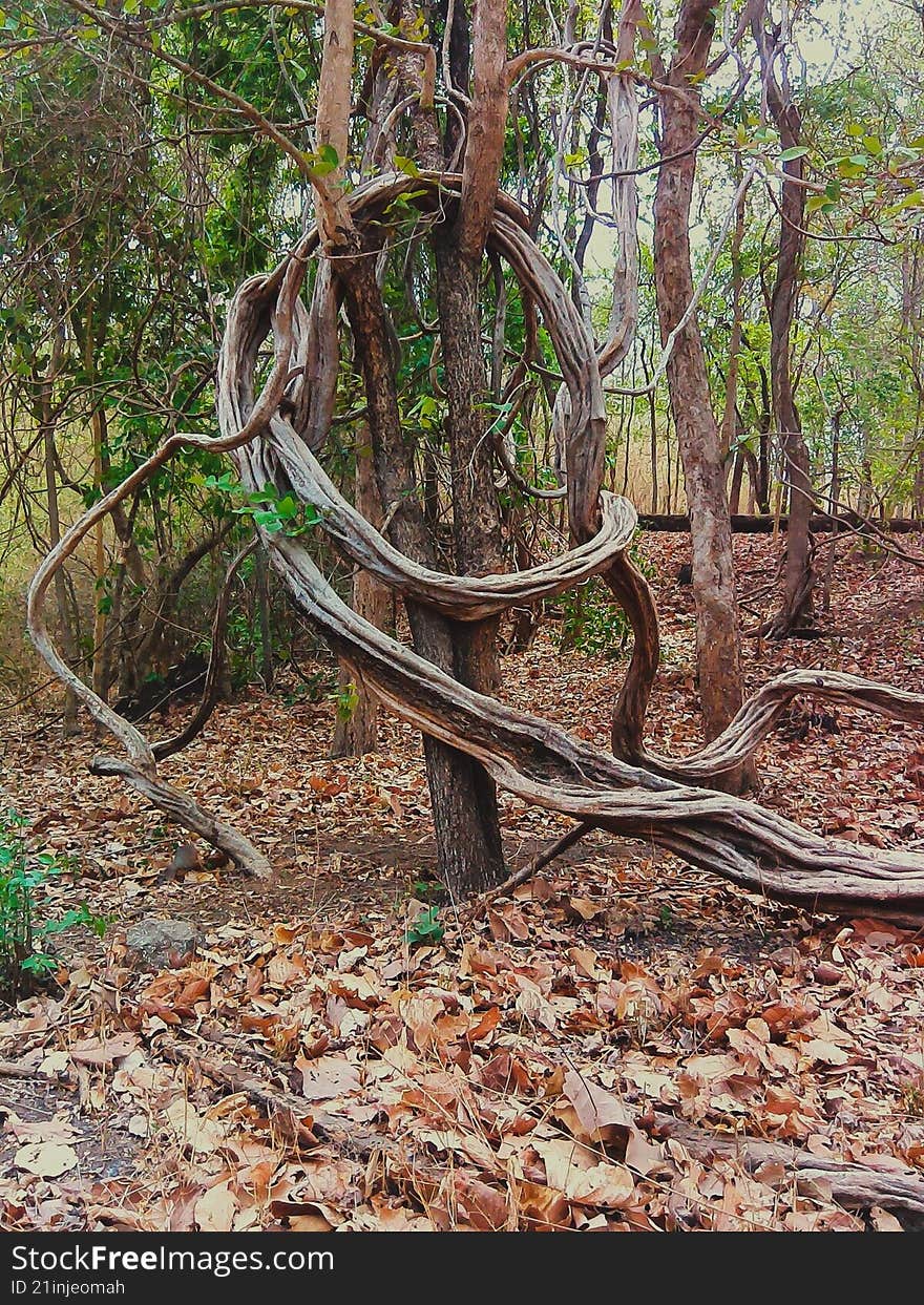 long tree branches wrapping the tree trunk of itself in a forest