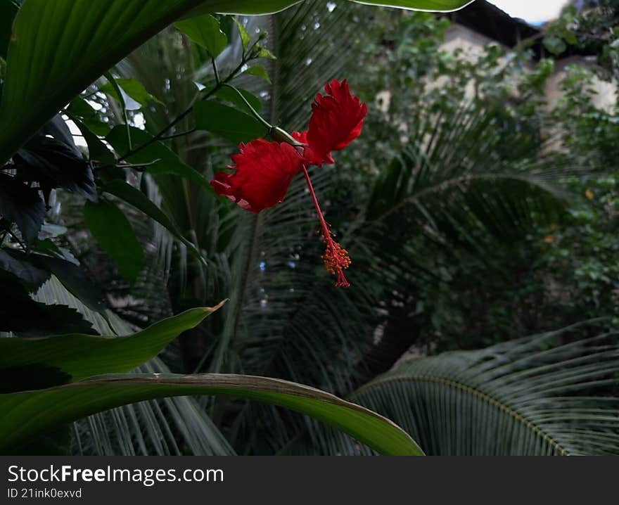 bright red hibiscus flower blooming with lush greenery in background