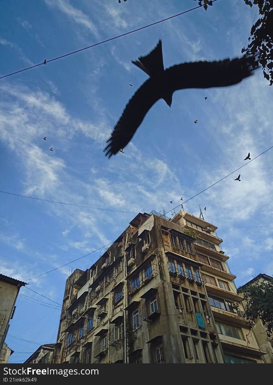a kite with its wings wide open, soaring the sky in the city
