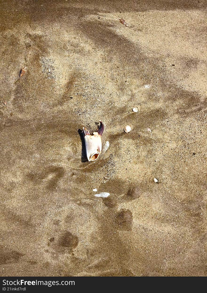 a claw of dead crab , on the san , shining with sunshine