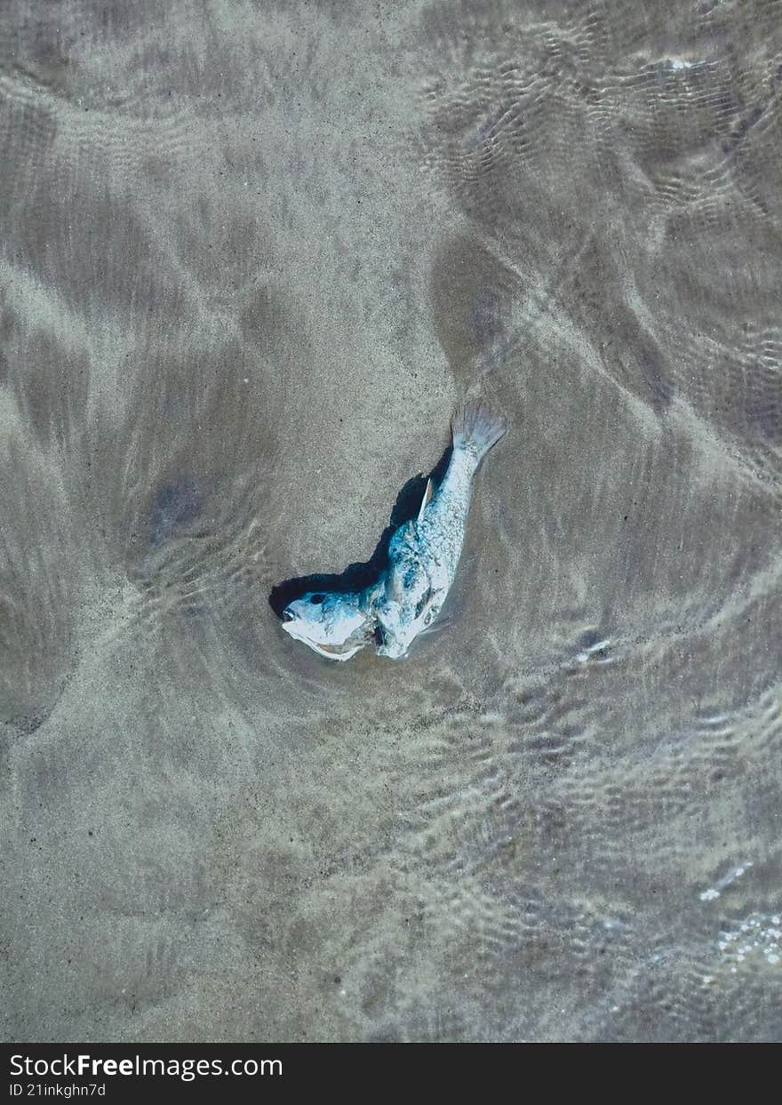 closeup of wounded , dead fish , thrown out of the ocean
