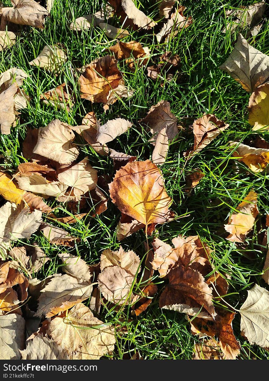 A bright autumn background with dry fallen leaves on green grass in sunlight. Perfect seasonal texture for nature design, eco conc