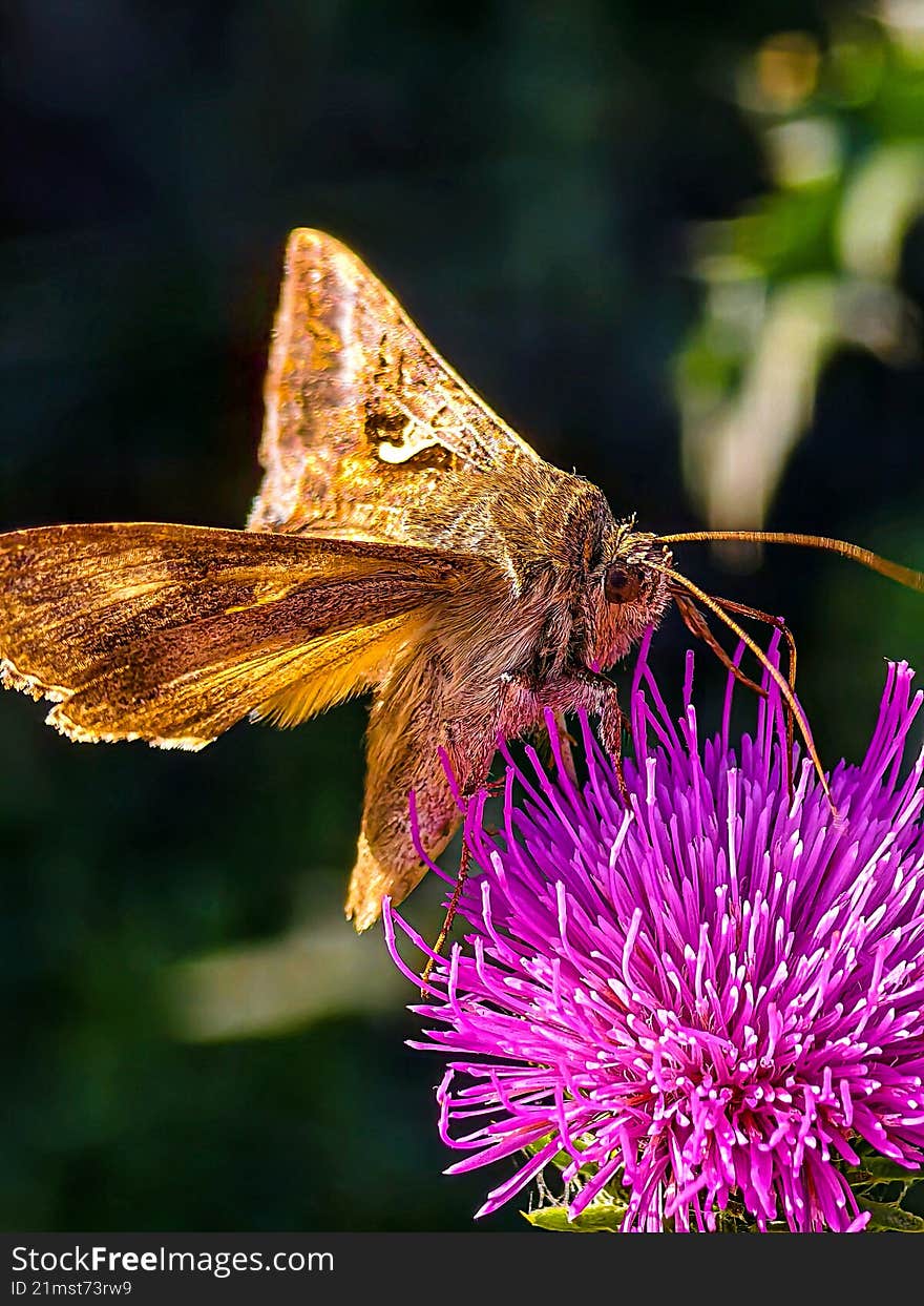 A hairy butterfly collects nectar from a pink flower