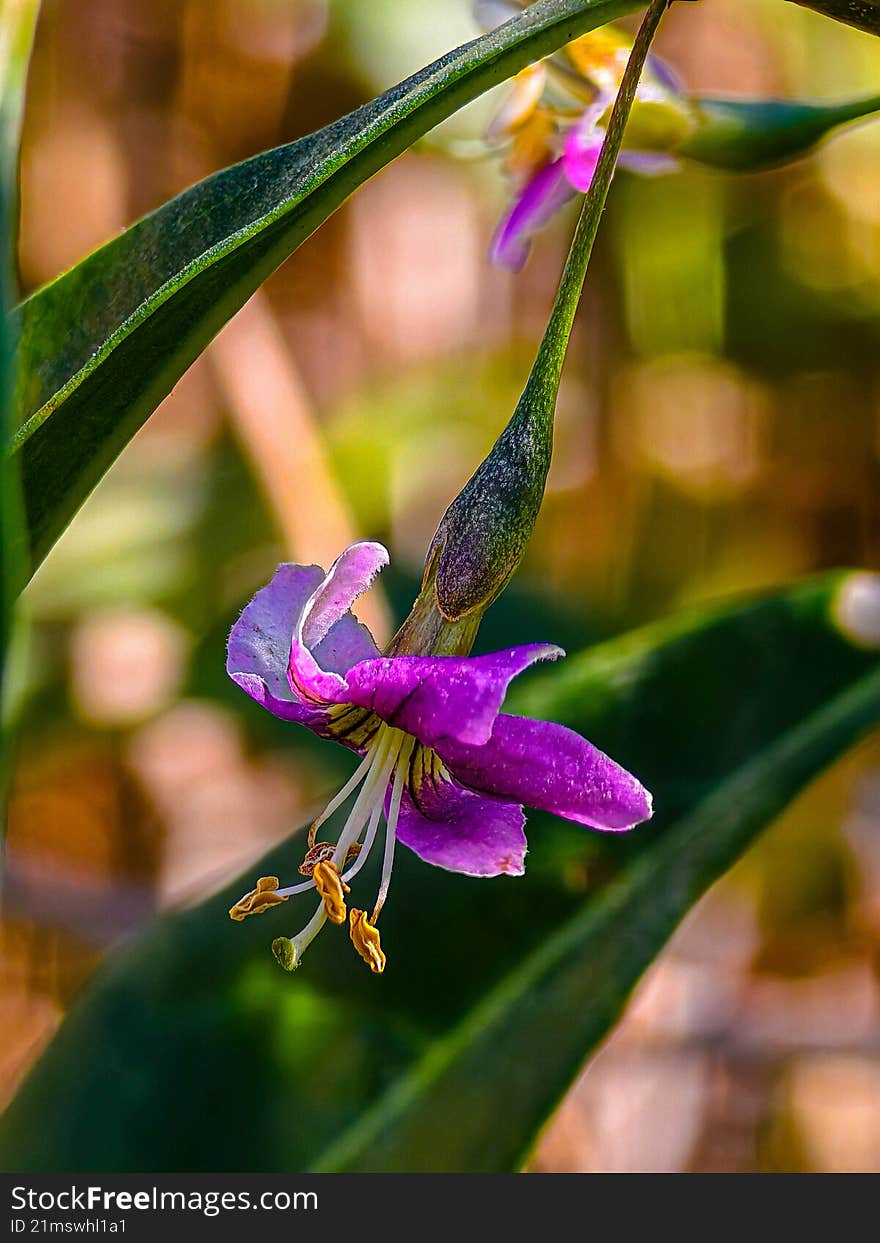 Pink flower with large stamens