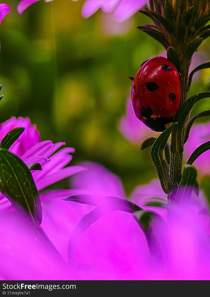 A red ladybug crawls along a stem, among pink flowers