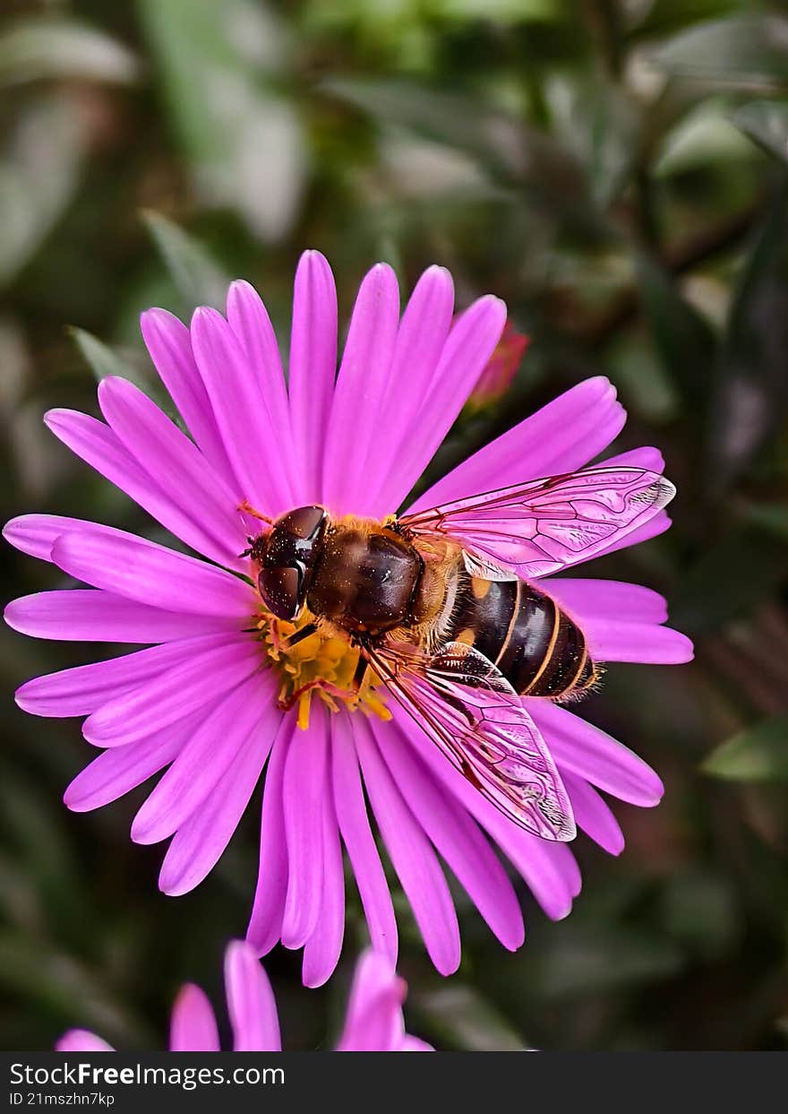 Close-up of a bee on a pink flower