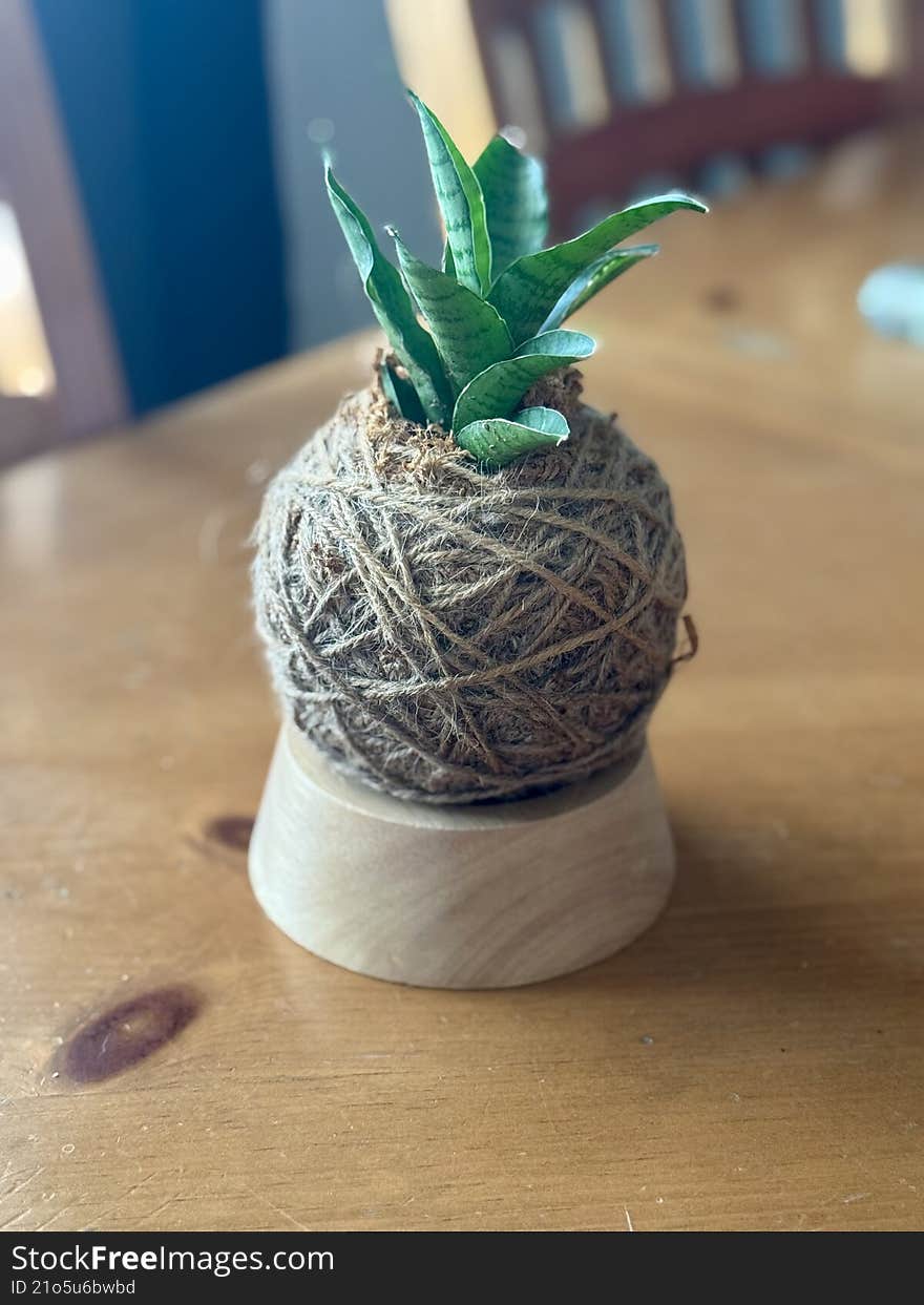 A small kokedama-style houseplant wrapped in natural twine and displayed on a wooden stand, sitting on a warm-toned table with sof