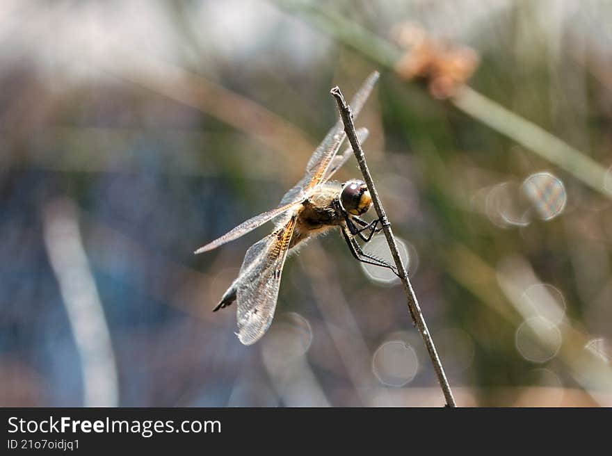 A dragonfly (Libellula quadrimaculata) perches on a slender twig in Germany. Its transparent wings show intricate venation and reflect sunlight. The dragonfly's body is slender, with a brownish-yellow coloration. The background is blurred, highlighting the dragonfly and creating a bokeh effect with circles of light. The environment suggests a natural habitat, possibly near water, typical for dragonflies. A dragonfly (Libellula quadrimaculata) perches on a slender twig in Germany. Its transparent wings show intricate venation and reflect sunlight. The dragonfly's body is slender, with a brownish-yellow coloration. The background is blurred, highlighting the dragonfly and creating a bokeh effect with circles of light. The environment suggests a natural habitat, possibly near water, typical for dragonflies.