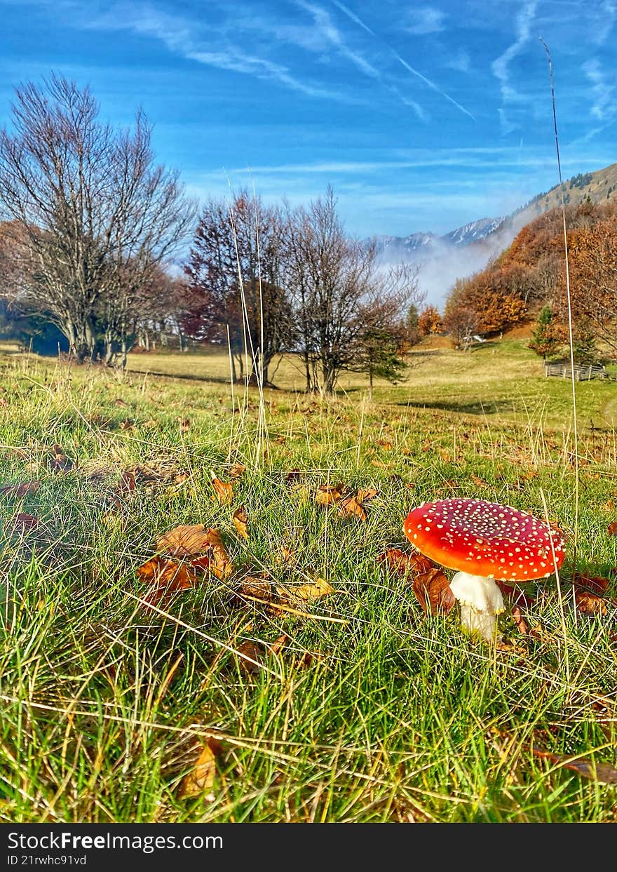 Vibrant fly agaric mushroom (Amanita muscaria) growing in a grassy meadow.