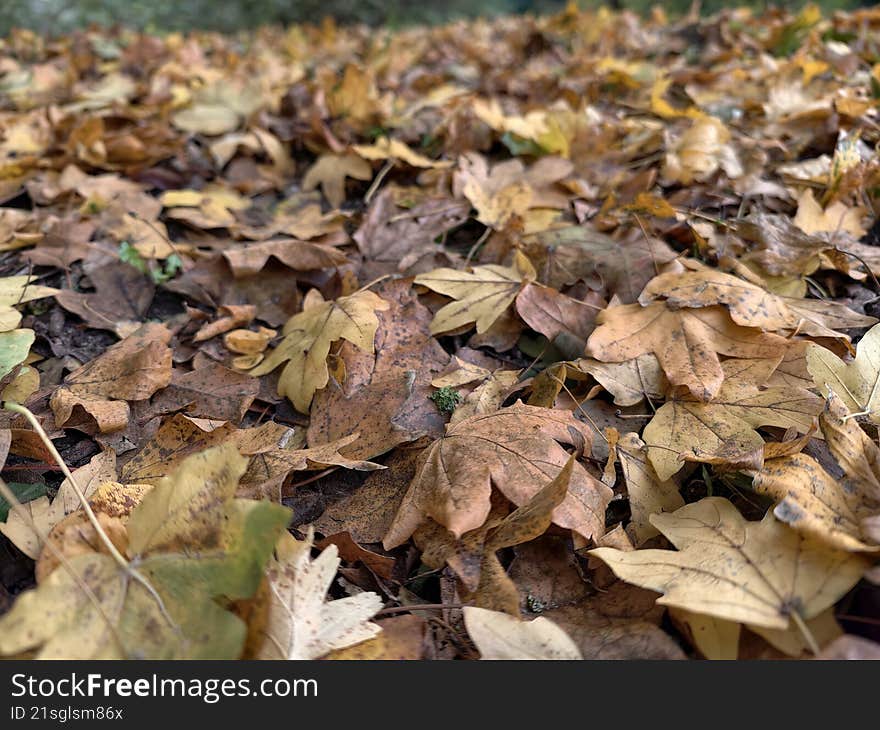 Autumn Leaves close up wallpaper