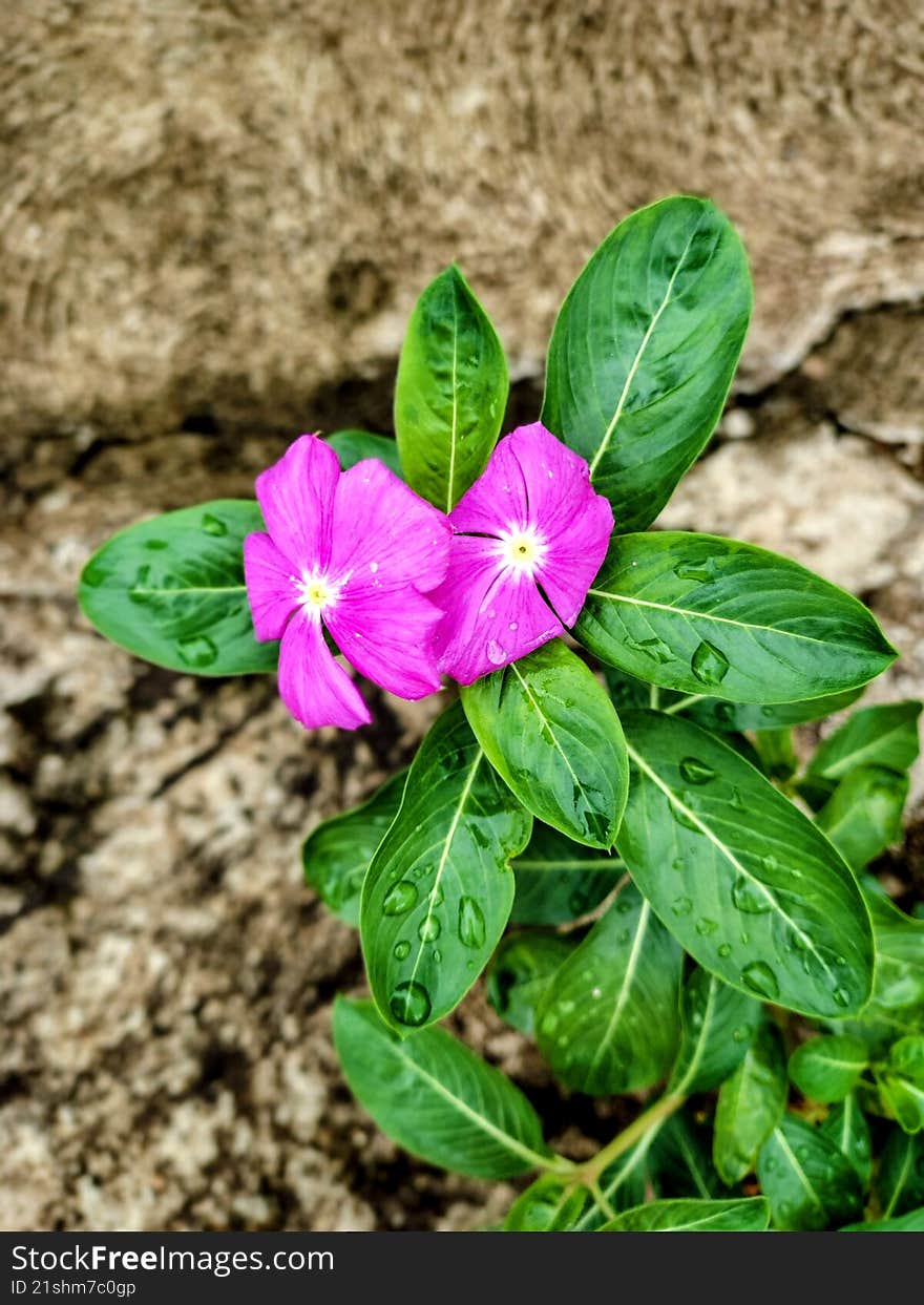 Vivid Pink Periwinkle Flowers with Sparkling Raindrops on Leaves