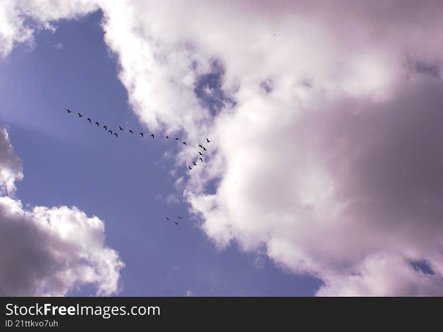 Clouds in the sky and flock of birds