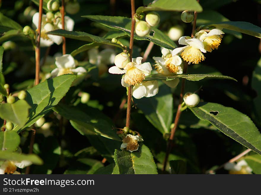 The camellias are in bloom, with white petals and yellow stamens, emitting a delicate fragrance.