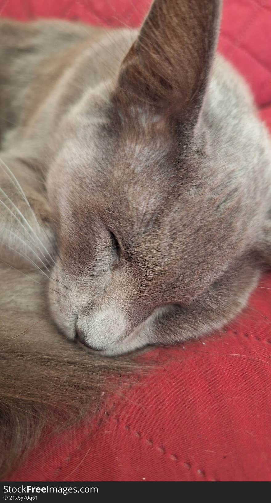 Gray cat sleeping on the sofa.