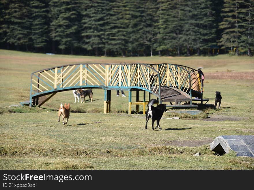 Dynamics of animal life in Switzerland of India, Khajjiar