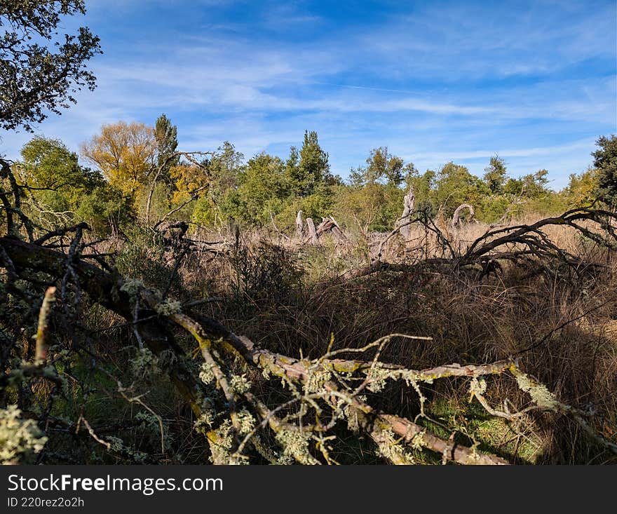 Scenic view of a tranquil forest with fallen branches and lush vegetation under a clear blue sky